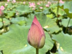 -生态苑农庄(十里画廊遇龙河店)