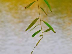 -重庆彩云湖湿地公园