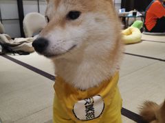 -逗柴咖啡屋·狗咖猫咖宠物桌游