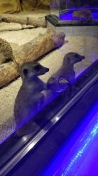 -未来动物城动物主题公园(大悦城店)
