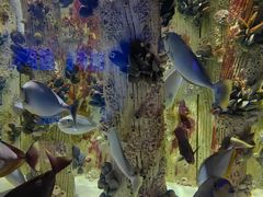 -海合安武汉极地海洋公园