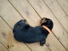 -北京京卫宠物寄养训练中心