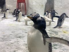 -大连圣亚海洋世界