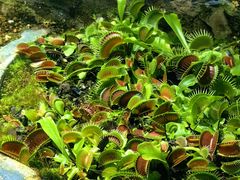 -国家植物园南园