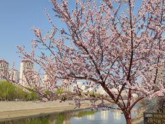 -桃花堤公园