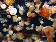 -烟台海昌鲸鲨海洋公园