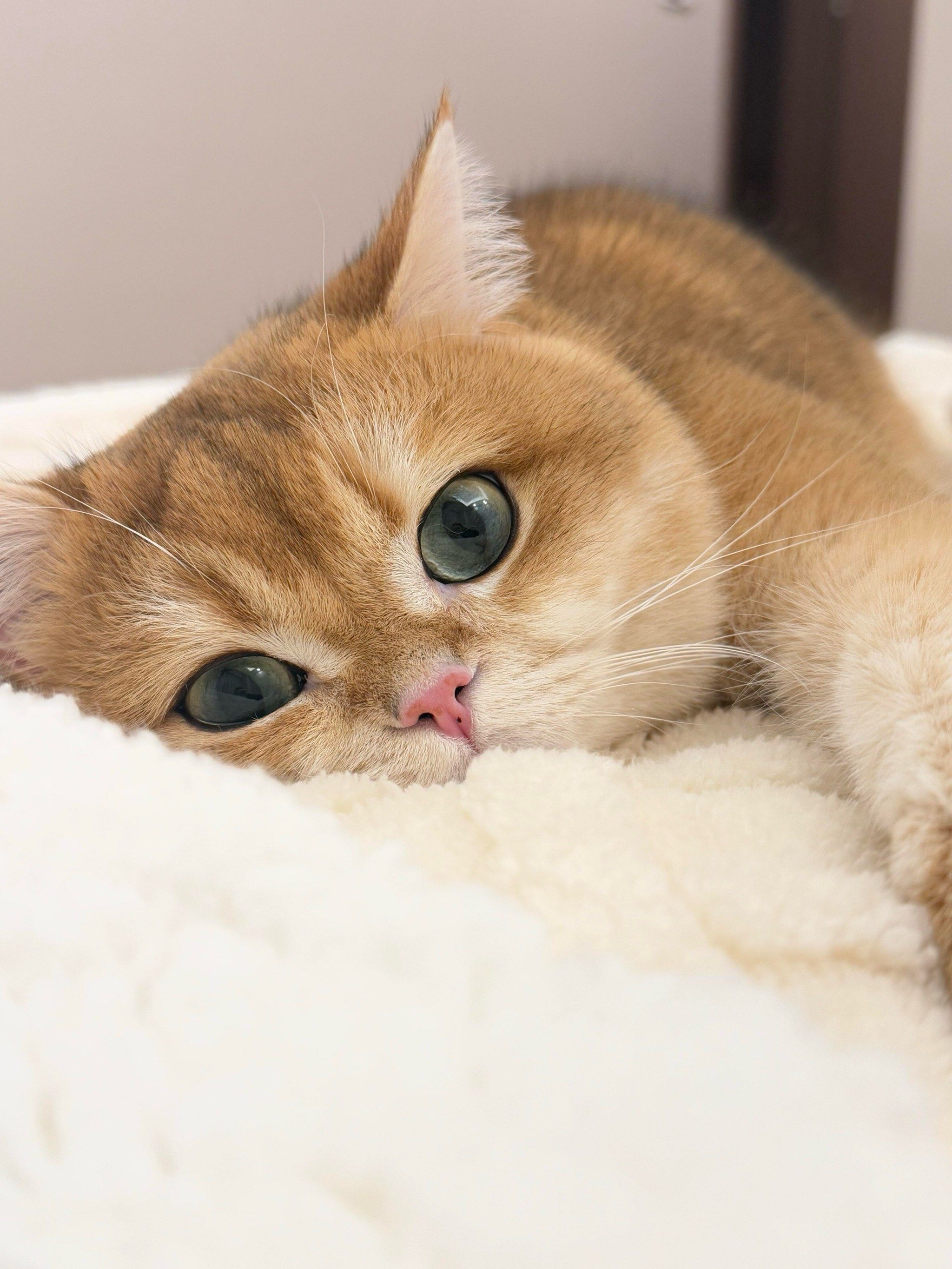 🐱千万要警惕这种屎黄色的猫!