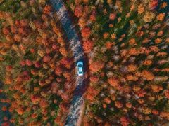 -合肥滨湖国家森林公园