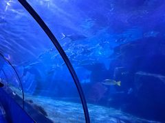 -蓬莱欧乐堡海洋极地世界