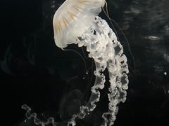 -大阪海游馆