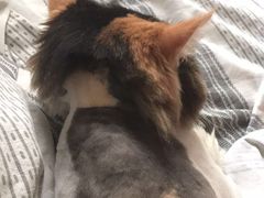 -北京博爱动物医院有限公司