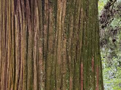 -天目山大树王景区