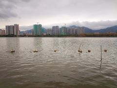 -飞来湖湿地公园