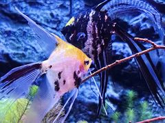 -上海海洋水族馆