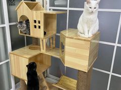 -鼓捣猫呢主题猫咖店