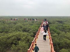 -北海金海湾红树林生态旅游区