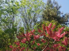 -大兴滨河森林公园