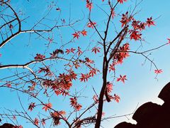 -花岩国家森林公园