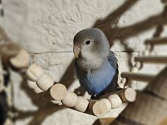 -吉丁鸟咖·异宠·寄养