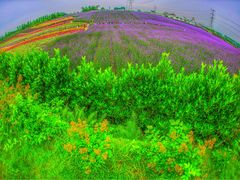-紫颐香薰山谷景区