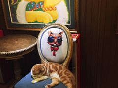 -more than meow吴止猫主题餐厅(承德 中船汇店)