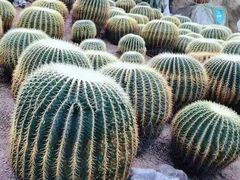 -南山植物园
