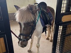 -北京群众马术培训基地