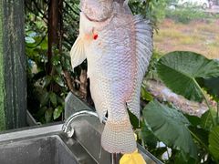 -会江钓鱼钓虾烧烤场