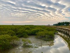 -北海金海湾红树林生态旅游区