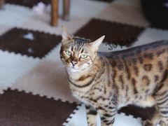 -猫猫幼稚园·撸猫·桌游·电玩