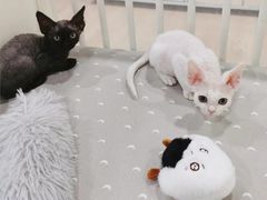 -70cat德文卷毛猫·缅因猫纯种猫舍