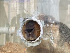 -怪兽屋·羊驼·猫咖·狗咖(俊华广场店)