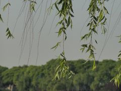 -西湖外事游船(花港观鱼码头)