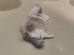 -藏猫猫咖啡主题馆(中央大道店)