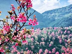 -无量山自然风景保护区