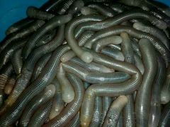 -明记海鲜美食老字号(明记总店)