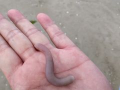 -北海金海湾红树林生态旅游区