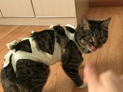 -纳吉亚猫专科动物诊疗中心(蒋宅口分院)
