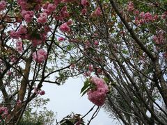 -天适樱花悠乐园