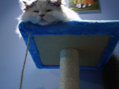 -喵的天空名猫咖啡馆·撸猫·猫舍·用品