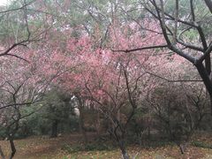 -武汉大学-樱园