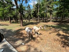 -秦皇岛野生动物园