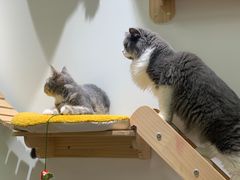 -COLOR PETS 撸猫馆·购猫·猫咖(长风大悦城店)