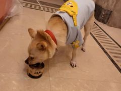 -佳雯宠物医院(金华南路分院)