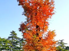 -香山公园