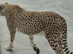 -北京野生动物园