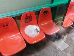 -猫咪博物馆(顶澳仔猫街店)