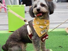 -东莞松山湖万象汇