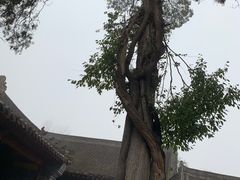 -少林寺欢喜地素斋馆