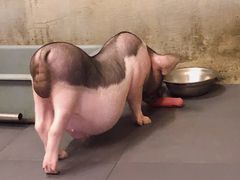 -三肥两瘦烤肉(鹿城店)